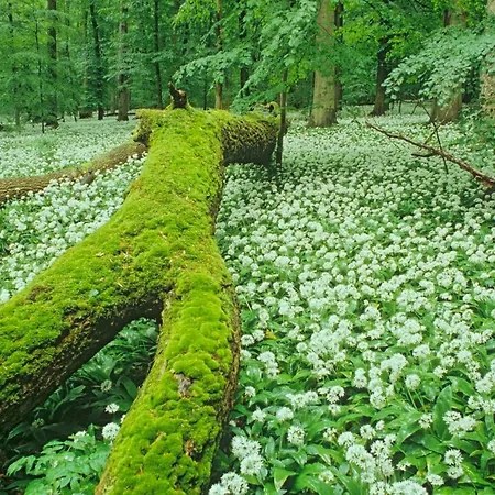 Ferienhaeuser Feriehus Oberdorla
